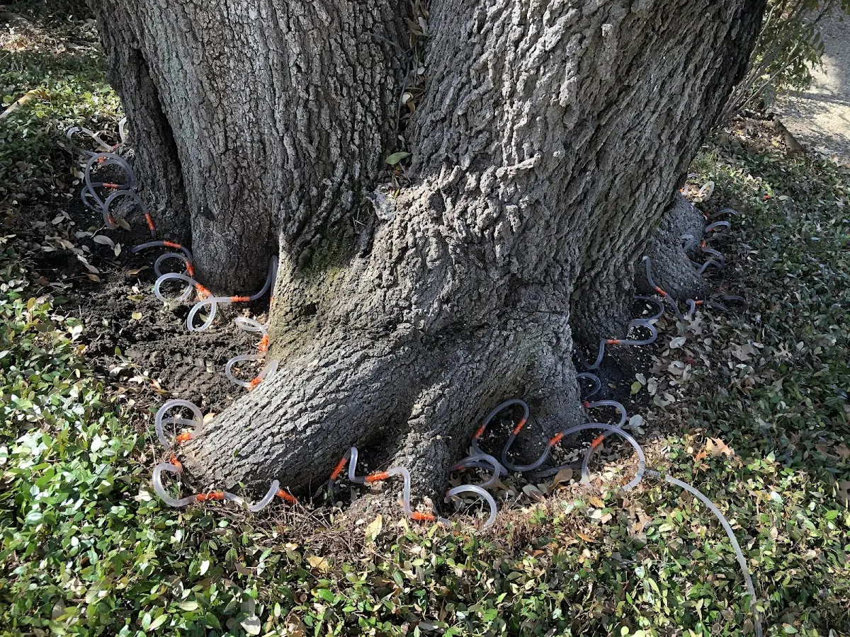 Detailed Tree Cabling and Bracing job site in Olema